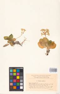 Primula auricula L., Западная Европа (EUR) (Румыния)