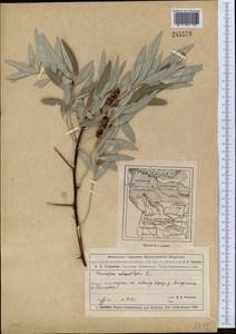 Лох узколистный, Лох обыкновенный L., Средняя Азия и Казахстан, Муюнкумы, Прибалхашье и Бетпак-Дала (M9) (Казахстан)