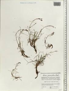 Щавель злаколистный Georgi ex Lamb., Восточная Европа, Северный район (E1) (Россия)