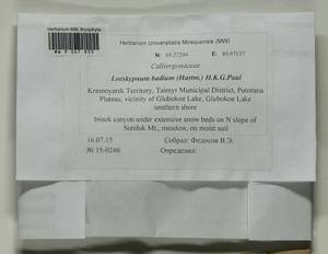 Warnstorfia badia (Hartm.) W.R. Buck & Goffinet, Гербарий мохообразных, Мхи - Красноярский край, Тыва и Хакасия (B17) (Россия)