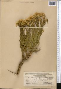 Crinitaria grimmii (Regel & Schmalh.) Grierson, Средняя Азия и Казахстан, Западный Тянь-Шань и Каратау (M3) (Казахстан)