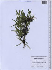 Rhamnus erythroxyloides subsp. erythroxyloides, Сибирь, Прибайкалье и Забайкалье (S4) (Россия)