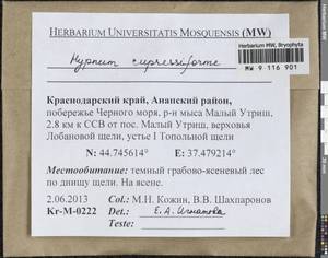 Hypnum cupressiforme Hedw., Гербарий мохообразных, Мхи - Северный Кавказ и Предкавказье (B12) (Россия)