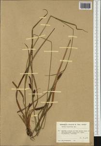 Carex binervis Sm., Западная Европа (EUR) (Ирландия)