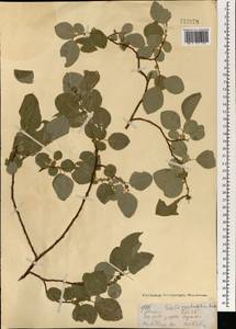 Ива грушанколистная Ledeb., Монголия (MONG) (Монголия)