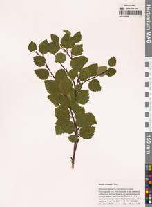 Береза Эрмана Cham., Сибирь, Чукотка и Камчатка (S7) (Россия)