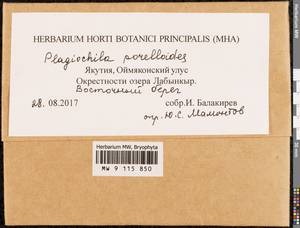 Plagiochila porelloides (Torr. ex Nees) Lindenb., Гербарий мохообразных, Мхи - Якутия (B19) (Россия)
