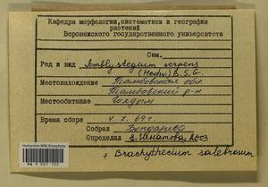 Brachythecium salebrosum (Hoffm. ex F. Weber & D. Mohr) Schimp., Гербарий мохообразных, Мхи - Центральное Черноземье (B10) (Россия)