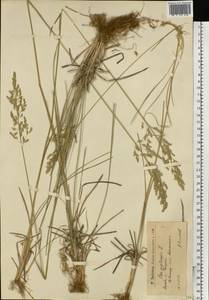 Мятлик луговой L., Восточная Европа, Нижневолжский район (E9) (Россия)