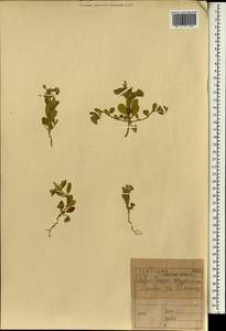 Helianthemum aegyptiacum (L.) Miller, Зарубежная Азия (ASIA) (Ирак)