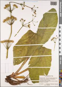 Primula japonica A. Gray, Сибирь, Дальний Восток (S6) (Россия)