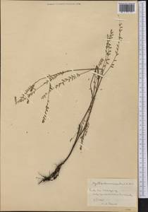 Phyllanthus micranthus A.Rich., Америка (AMER) (Куба)