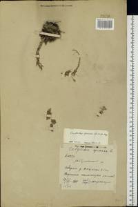 Горноколосник колючий (L.) Mey. ex A. Berger, Восточная Европа, Восточный район (E10) (Россия)