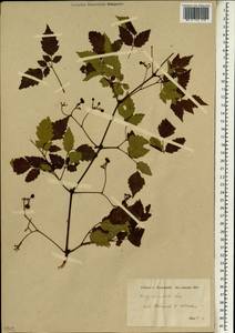Ampelopsis orientalis (Lam.) Planch., Зарубежная Азия (ASIA) (Турция)