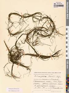 Штукения нитевидная, Рдест нитевидный (Pers.) Börner, Сибирь, Чукотка и Камчатка (S7) (Россия)