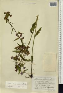 Мытник перевернутый L., Сибирь, Центральная Сибирь (S3) (Россия)