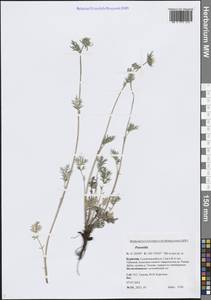 Лапчатка, Сибирь, Прибайкалье и Забайкалье (S4) (Россия)