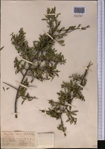 Rhamnus erythroxyloides subsp. erythroxyloides, Средняя Азия и Казахстан, Копетдаг, Бадхыз, Малый и Большой Балхан (M1) (Туркмения)