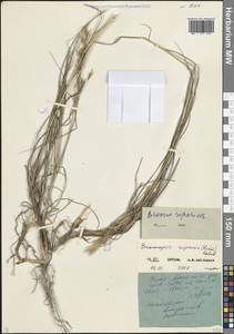 Костер береговой Rehmann, Кавказ, Северная Осетия, Ингушетия и Чечня (K1c) (Россия)