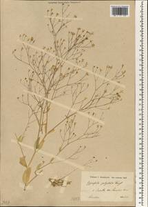 Gypsophila polyclada Fenzl ex Boiss., Зарубежная Азия (ASIA) (Иран)