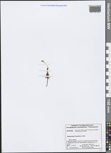 Гроздовник полулунный, Ключ-трава (L.) Sw., Сибирь, Центральная Сибирь (S3) (Россия)