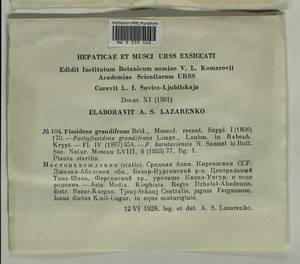 Fissidens grandifrons Brid., Гербарий мохообразных, Мхи - Средняя Азия и Казахстан (B16) (Киргизия)