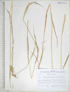 KHA5260, Пырейник ползучий (L.) Gould, Сибирь, Дальний Восток (S6) (Россия)