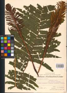 Страусник обыкновенный (L.) Tod., Восточная Европа, Московская область и Москва (E4a) (Россия)