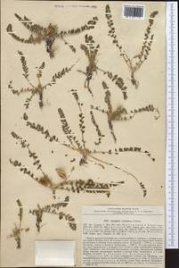 Astragalus varzobicus N.F. Gontscharow, Средняя Азия и Казахстан, Памир и Памиро-Алай (M2) (Узбекистан)