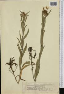 Centaurea triumfettii subsp. stricta (Waldst. & Kit.) Dostál, Западная Европа (EUR) (Румыния)