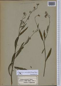 Lindelofia anchusoides subsp. anchusoides, Средняя Азия и Казахстан, Памир и Памиро-Алай (M2) (Таджикистан)