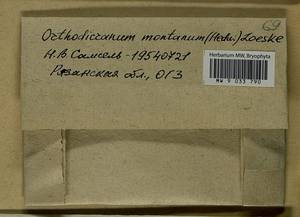 Orthodicranum montanum (Hedw.) Loeske, Гербарий мохообразных, Мхи - Центральное Нечерноземье (B6) (Россия)