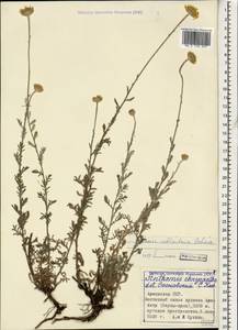 Cota tinctoria subsp. tinctoria, Кавказ, Армения (K5) (Армения)