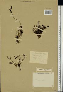 Drosera × anglica Huds., Восточная Европа, Волжско-Камский район (E7) (Россия)
