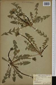 Taraxacum hamatum Raunk., Западная Европа (EUR) (Швеция)
