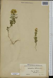 Haplophyllum patavinum (L.) G. Don, Западная Европа (EUR) (Хорватия)