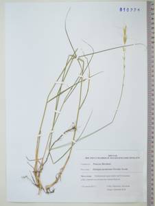 Pseudoroegneria gmelinii (Trin. ex Schrad.) Sennikov, Сибирь, Дальний Восток (S6) (Россия)