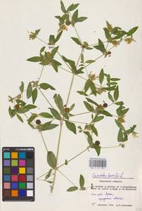 Волдырник ягодный (L.) Durande, Восточная Европа, Центральный район (E4) (Россия)