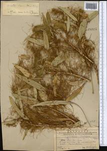 Cuscuta brevistyla A. Braun, Средняя Азия и Казахстан, Западный Тянь-Шань и Каратау (M3) (Казахстан)