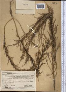 Сведа рожконосная (C. A. Mey.) Bunge, Средняя Азия и Казахстан, Муюнкумы, Прибалхашье и Бетпак-Дала (M9) (Казахстан)