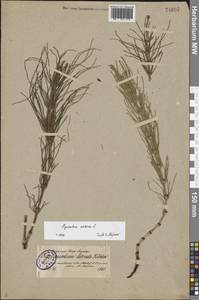 Хвощ полевой L., Восточная Европа, Северо-Западный район (E2) (Россия)