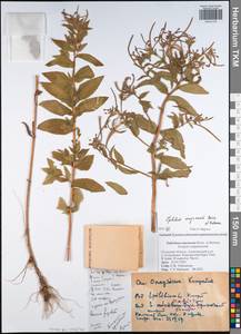 Кипрей розовый  (Boiss.) P.H.Raven, Восточная Европа, Центральный район (E4) (Россия)