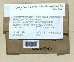 Jungermannia eucordifolia Schljakov, Гербарий мохообразных, Мхи - Северный Кавказ и Предкавказье (B12) (Россия)