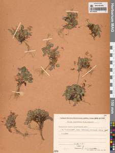 Фиалка скальная F.W.Schmidt, Сибирь, Чукотка и Камчатка (S7) (Россия)