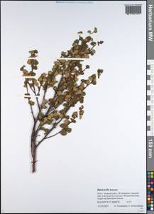 Береза железистая Michx., Сибирь, Западная Сибирь (S1) (Россия)