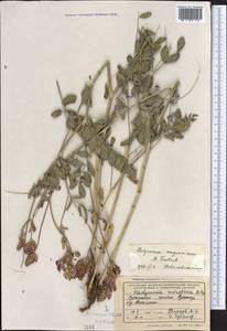 Hedysarum mogianicum (B.Fedtsch.)B.Fedtsch., Средняя Азия и Казахстан, Памир и Памиро-Алай (M2) (Узбекистан)