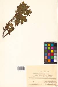 Шиповник иглистый Lindl., Сибирь, Дальний Восток (S6) (Россия)