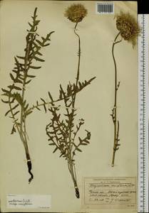 Rhaponticum uniflorum subsp. uniflorum, Сибирь, Прибайкалье и Забайкалье (S4) (Россия)