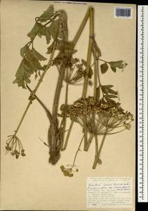Heracleum pastinacifolium subsp. incanum (Boiss. & A. Huet) Davis, Зарубежная Азия (ASIA) (Турция)