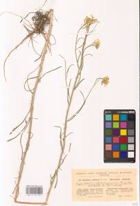 Желтушник развесистый Ehrh., Восточная Европа, Южно-Украинский район (E12) (Украина)